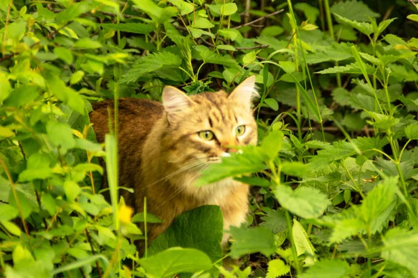 Fluffy Ginger Cat Garden Greenery Walks Eats Grass — Stock Photo, Image