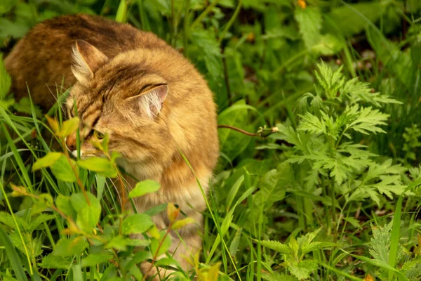 Φλάφι Τζίντζερ Γάτα Στον Κήπο Στο Πράσινο Βόλτες Και Τρώει — Φωτογραφία Αρχείου