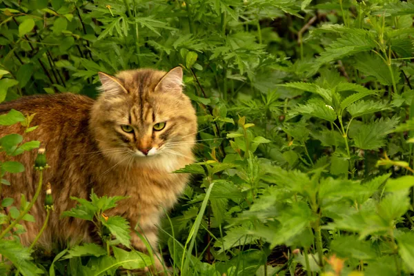 Bolyhos Vörös Macska Kertben Zöldövezetben Sétál Füvet Eszik — Stock Fotó