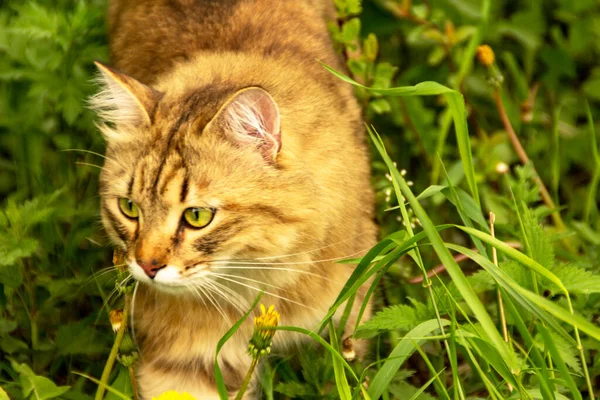 Fluffy Ginger Cat Garden Greenery Walks Eats Grass — Stock Photo, Image