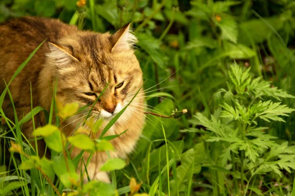 Flauschige Ingwerkatze Garten Grünen Geht Spazieren Und Frisst Gras — Stockfoto