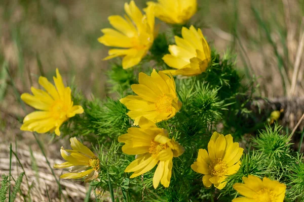 Żółte Pola Wiosenne Kwiaty Rosną Łące Nazwa Rośliny Adonis Vernalis — Zdjęcie stockowe