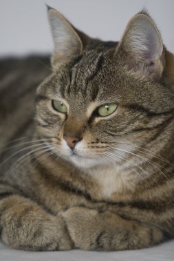güzel tekir kedi