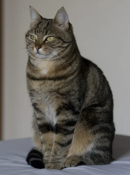 Bellissimo gatto tabby — Foto Stock