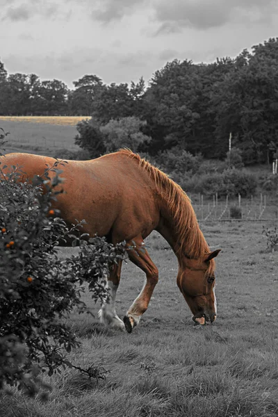 Niesamowite konia — Zdjęcie stockowe