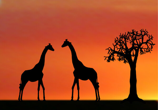Иллюстрайон жирафов на закате в Африке
