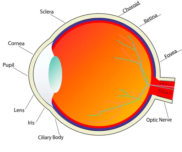 Anatomia oka — Zdjęcie stockowe