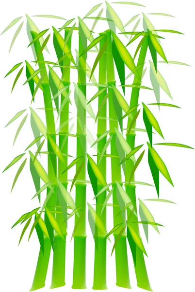 Plantas de bambu verde isolado em branco — Vetor de Stock