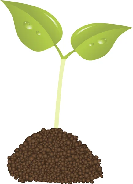 Young plant new life concept vector — Stock Vector