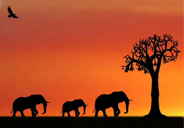 Illusione di elefanti al tramonto in Africa — Vettoriale Stock