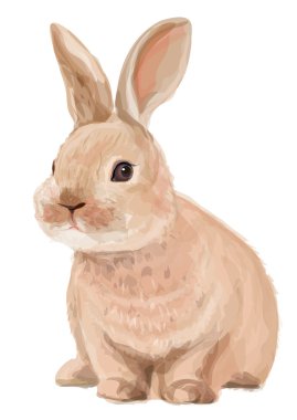 Vector of cute rabbit isolated on white background clipart