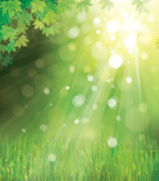 Vector of spring background with green grass and branches of maple's tree. — Stock Vector