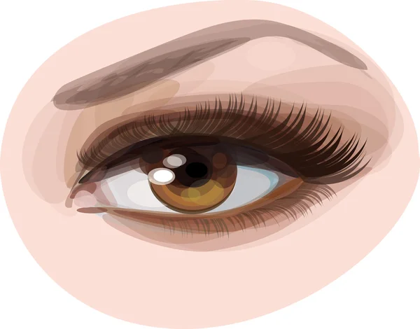 Vector of beautiful brown woman's eye. — Stock Vector