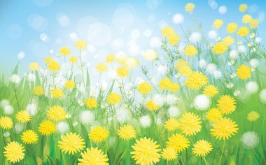 Vector of spring background with white dandelions.
