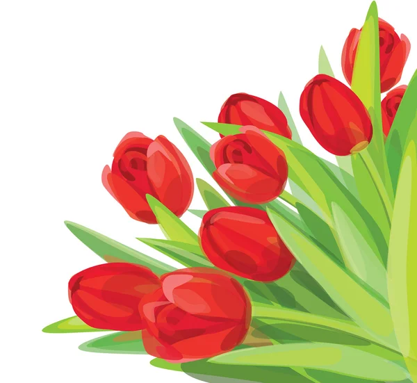 Vecteur tulipes rouges . — Image vectorielle