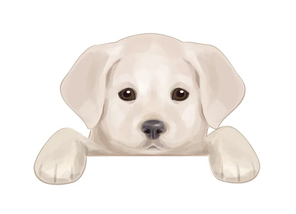 Vector of cute puppy hiding by blank. — Stock Vector