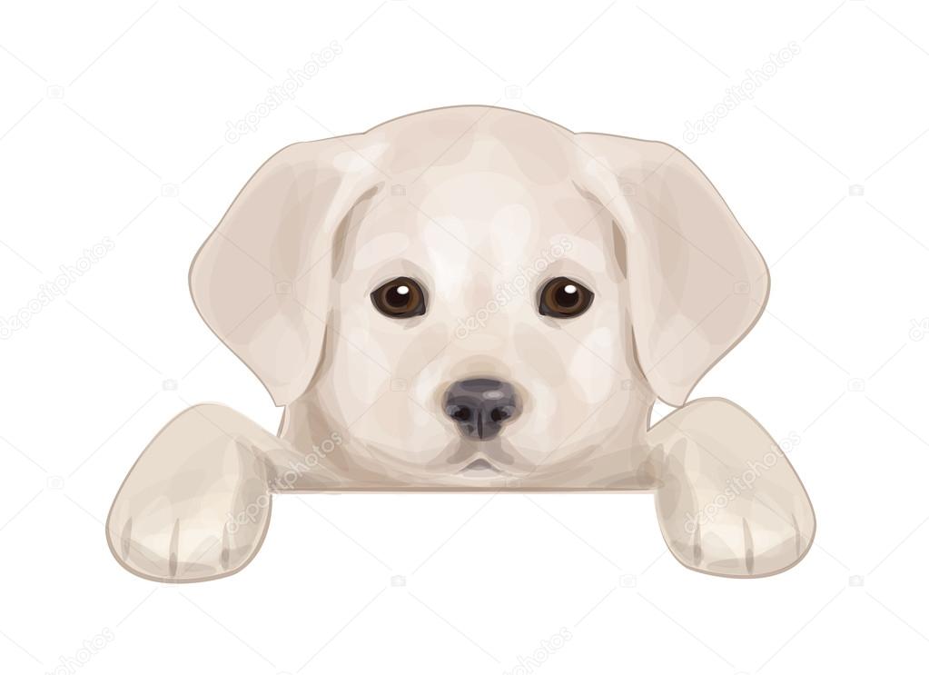 Vector of cute puppy hiding by blank.