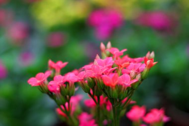 güzel bahar pembe çiçekler