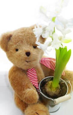 sevimli ayıcık holding sümbül