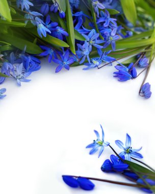 güzel kardelen arka plan.