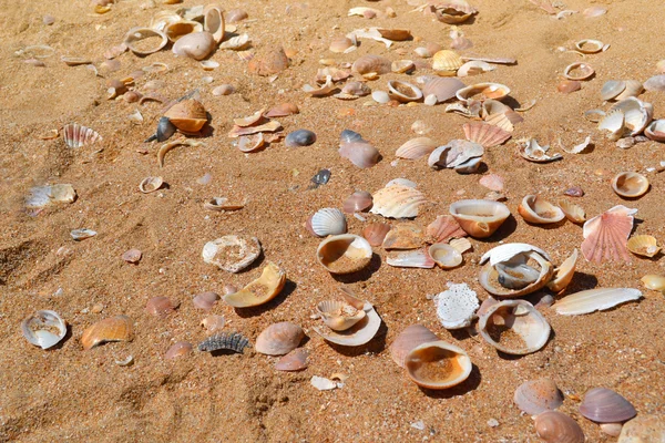 Természetes kagyló, homokos strand. — Stock Fotó