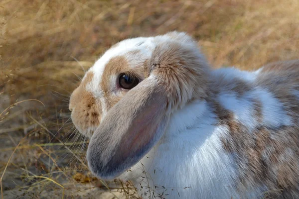 Coniglio carino . — Foto Stock