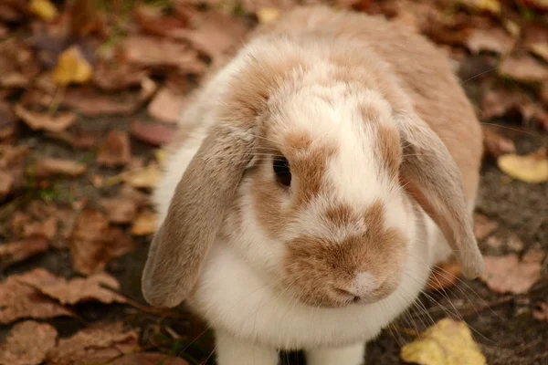 Niedliches Kaninchen. — Stockfoto