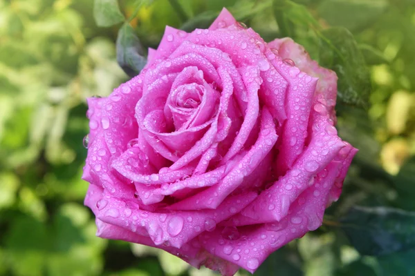 Pink rose in garden after rain. — Stock Photo, Image