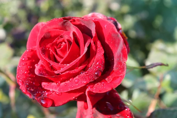 Red rose in garden after rain. — Stock Photo, Image