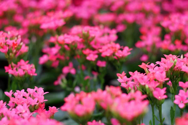 Suddig våren rosa blommor. — Stockfoto