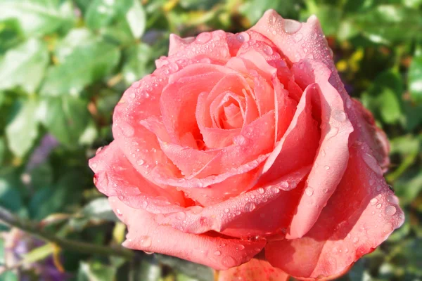 Pink rose in garden after rain. — Stock Photo, Image