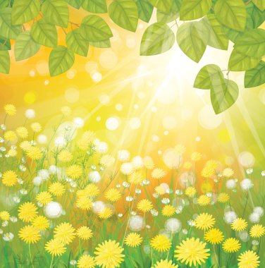 Vector of sky background with yellow dandelions and leaves.