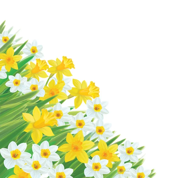 Vektor Narcis květin, samostatný. — Stockový vektor