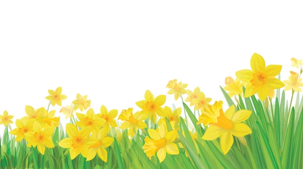 Vector de flores de narciso aisladas . — Vector de stock