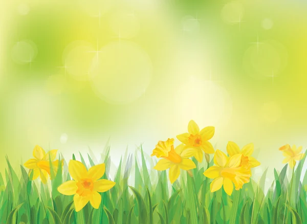 Vector of daffodil flowers on spring background. — Stock Vector