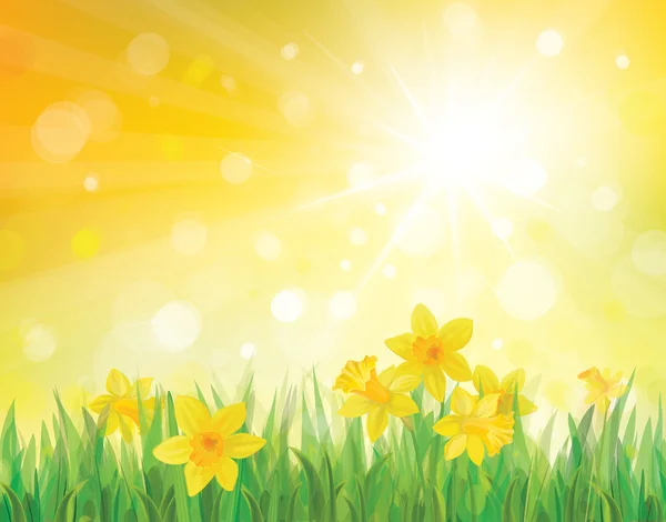 Vector of daffodil flowers on spring background. — Stock Vector