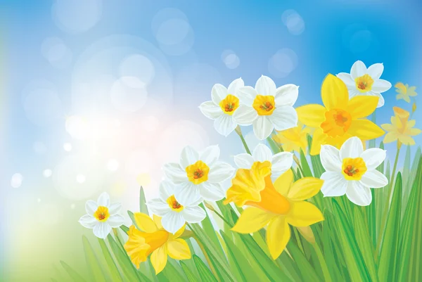 Vector de flores de narciso sobre fondo primaveral . — Vector de stock