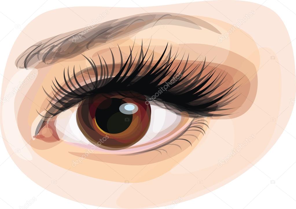 Vector of beautiful brown woman's eye. Stock Vector Image by ©rvika