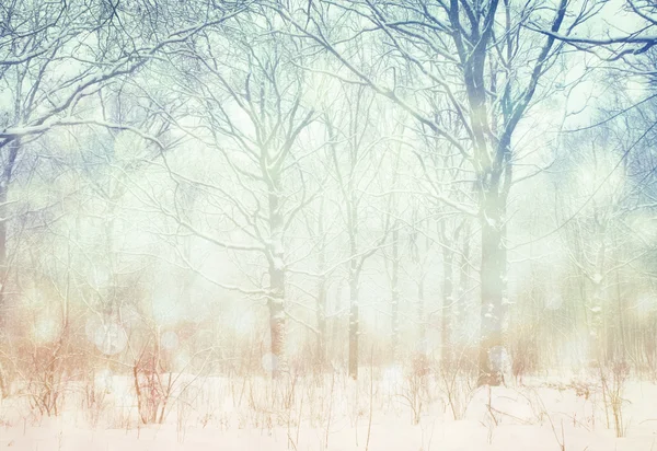 Paysage hivernal. — Photo