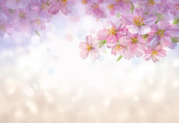 Árbol en flor de primavera — Foto de Stock