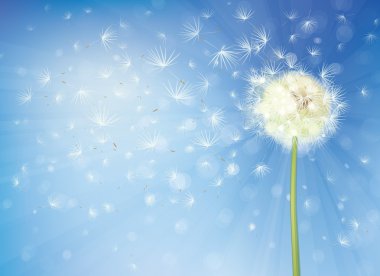 Gökyüzünde karahindiba.