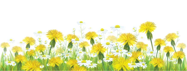 Κίτρινο χαμομήλια και dandeliones. — Διανυσματικό Αρχείο