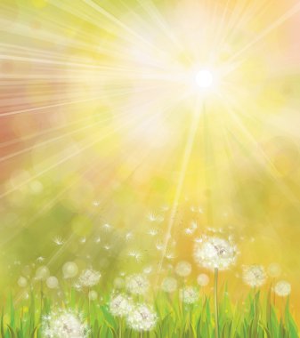 Vector of spring background with white dandelions.