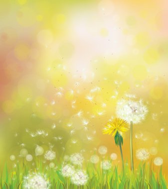 dandelions ile vektör bahar arka plan.