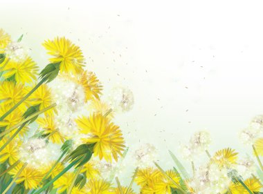 Vector floral arka plan dandelions ile.