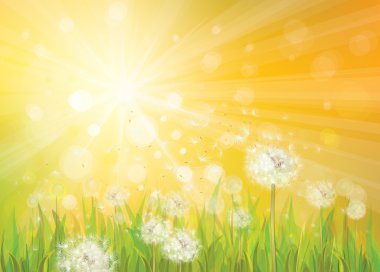 Vector of spring background with white dandelions.