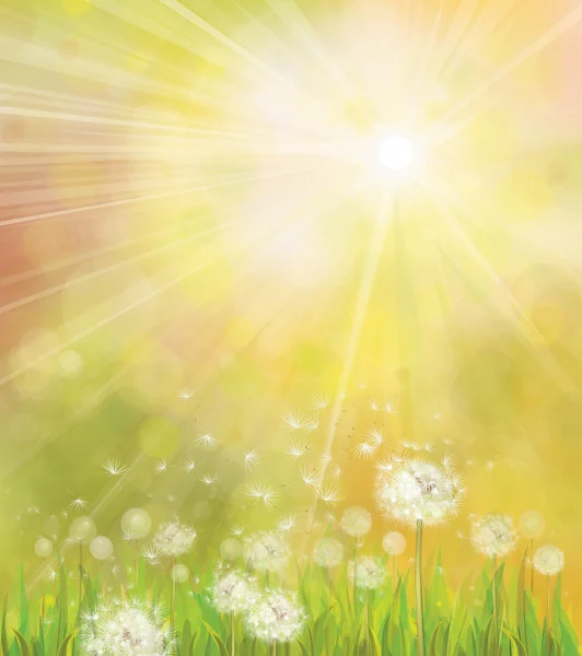 Vector of spring background with white dandelions. — Stock Vector