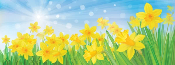 Vector of daffodil flowers on sky background. — Stock Vector
