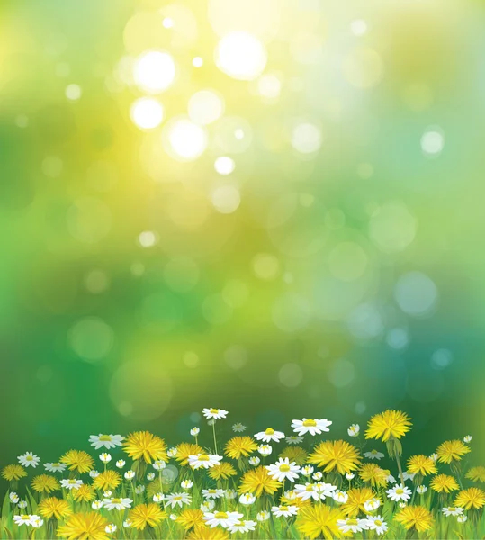 Vector sunshine background with chamomiles and dandelions. — Stock Vector