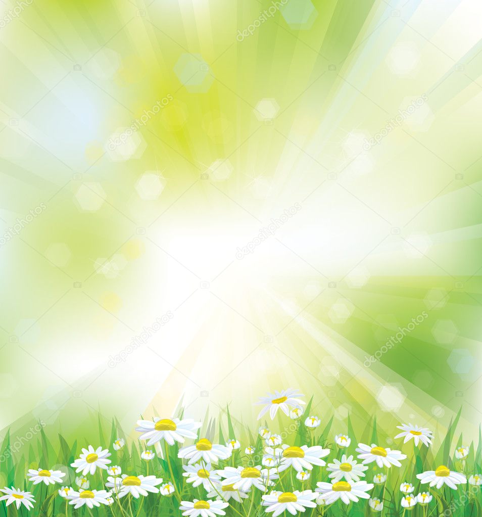 Vector spring background with white chamomiles.